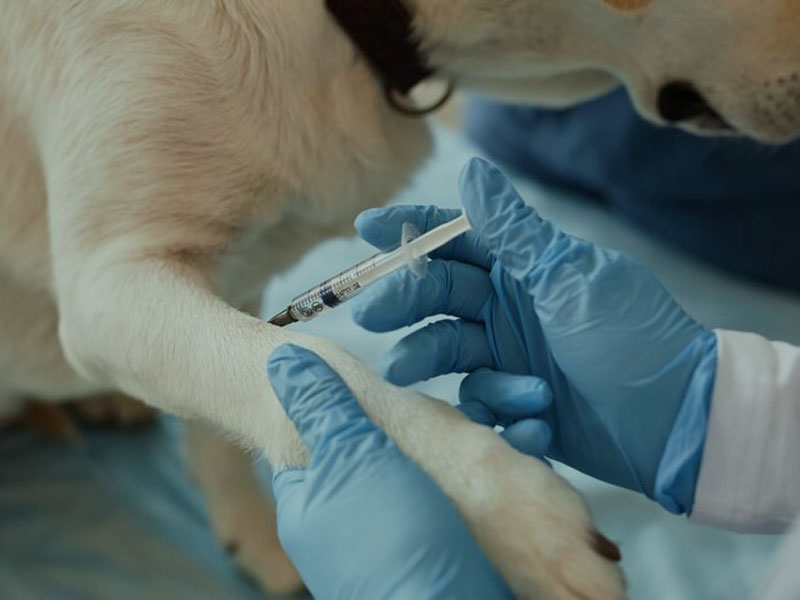 AIM Vaccine offentliggør de seneste prækliniske data om mRNA-rabiesvaccine i 