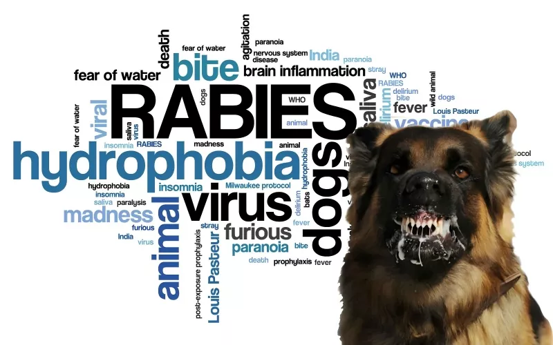 Ekspertkonsensus om post-eksponeringsprofylakse af rabies hos børn (2025-udgaven)